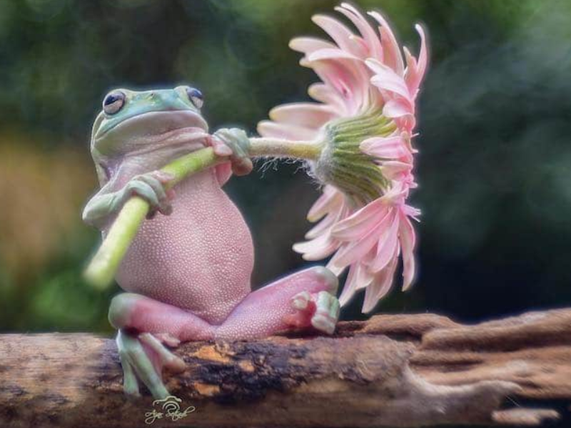 Фотограф за диви животни создава прекрасни фотографии од мали градинарски жаби