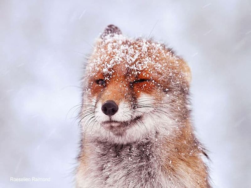 Прекрасни фотографии од црвена лисица која ужива во снежната бура