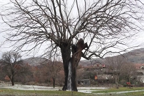 Дрвото извор во Црна Гора