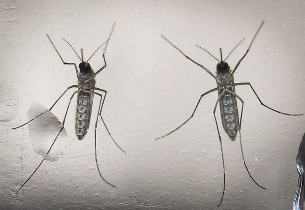 komarci