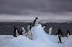 Првпат во историјата температурата на Антарктикот се искачи на 20 Целзиусови степени