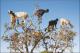 Што прават козите качени на дрво?