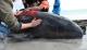 Научниците откриле зошто китовите заринкуваат на плажите