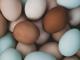 Која е разликата помеѓу белите и кафеавите јајца?