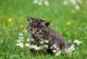 Зошто мачките јадат трева?