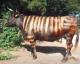 Јапонските фармери ги бојат кравите да личат на зебри за да ги спасат од инсектите