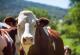 Предупредување од научниците: Кравите би можеле да бидат најголемите цицачи на Земјата