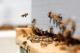 Што ќе се случи ако изумрат пчелите?
