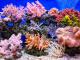 Можат ли лего-коцките да ги спасат сингапурските корални гребени?