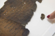 Ракопис од Мртвото Море е изработен со необична техника
