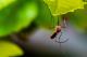 За само две години научници успеале да ги избркаат комарците од кинески острови