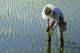 Научниците во Кина создале ориз што може да се одгледува во солена вода