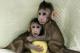 Научниците клонирале мајмуни