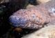 Научниците го откриле најголемиот жив водоземец во музеј