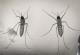 Поради климатските промени, се шири опасна болест што ја пренесуваат комарците