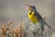 Од 1970 година досега Северна Америка изгубила три милијарди птици