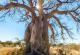 Фотографии од дрвјата што го инспирираа принцот Хари да ги спаси шумите