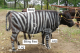 Јапонски научници обоиле крави како зебри за да ги избркаат мувите