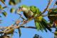 Мадрид планира „етичка чистка“ на папагали