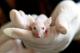 Јапонски научници оживеаја мозок од мртов глушец
