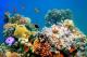 3Д-печатени корали може да бидат спас за рибите