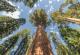 Дали знаете колку е високо највисокото дрво во светот?