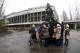 Нема потажна новогодишна елка од чернобилската