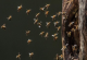 Фотографии од внатрешноста на дрво го откриваат животот на дивите пчели