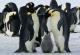 Пингвините комуницираат на сличен начин како и луѓето