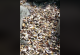 Половина милион школки се свариле на плажа во Нов Зеланд