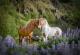 Фотографии од прекрасните исландски предели со коњи