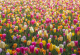 Сега имате можност онлајн да уживате во цутењето на дивите цвеќиња од целиот свет