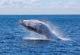 Исланд ќе го укине ловот на китови за оваа година
