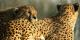 Загрозен сахарски гепард забележан во Алжир по една деценија