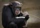 Шимпанзата помагаат да се открие многу за еволуцијата на говорот