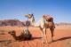 Каде камилите ја чуваат водата?
