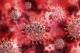 Како знаат научниците дека коронавирусот не е направен во лабораторија?