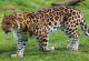 Запознајте го величествениот амурски леопард, најреткиот вид во светот