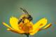 Отровот од пчелите убива клетки на рак на дојка за помалку од еден час, покажува истражување