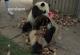 Две разиграни панди му ја отежнуваат работата на вработен во зоолошка градина