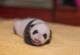 Видеото од едномесечната панда од зоолошката „Смитсонијан“ го освои интернетот