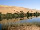 Откриени 1,8 милијарда „скриени“ дрвја во Сахара