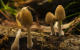 Неверојатно видео од процесот на растење на печурките