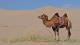 Дали камилите навистина складираат вода во грпките?