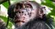 Првпат забележана лепра кај диви шимпанза