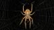 Некои пајаци ја врзуваат женката пред парење за да не ги изеде