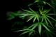 Анкета: Треба ли да се легализира марихуаната?