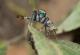 Необичен ритуал на парење на минијатурни пајаци - како да играат криенка