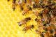 Социјалниот живот на пчелите и на луѓето е многу сличен, откриваат научниците