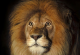 Фотографии што ја покажуваат величественоста на лавот, кралот на животните